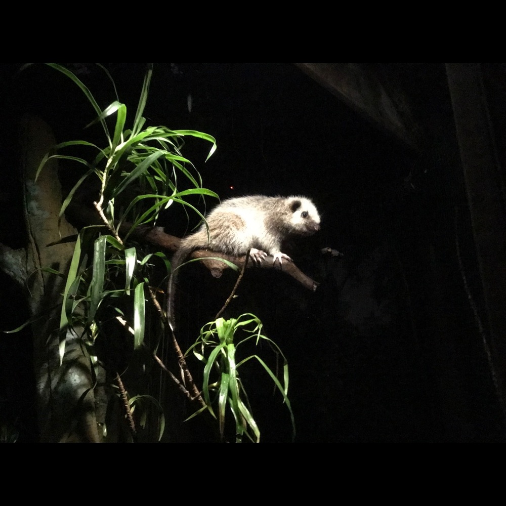 Meet your Posher, Nora